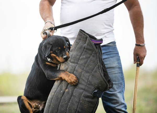 Rambarde extérieur : un élément pour sécuriser et décorer un espace